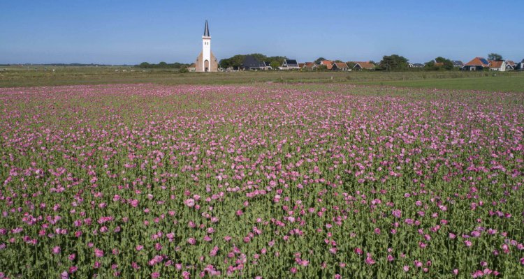 Uitzicht op Den Hoorn