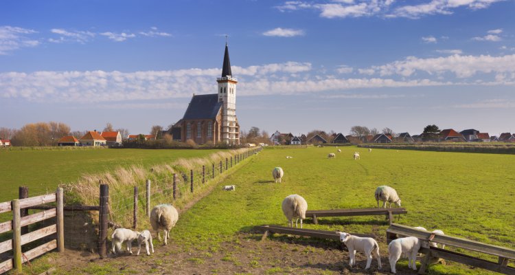 The church of Den Hoorn on the island of Texel in The Netherlands on a sunny day. A field with sheep and little lambs in the front.