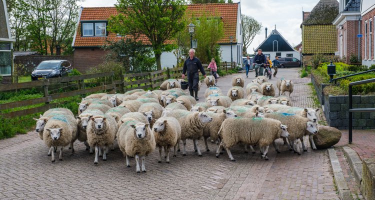 Farmer with a herd of sheep walking across a street in the little village of Den Hoorn on the island of Texel, Netherlands