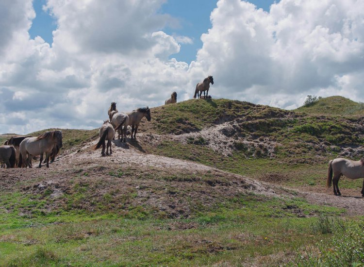 Duinen Texel