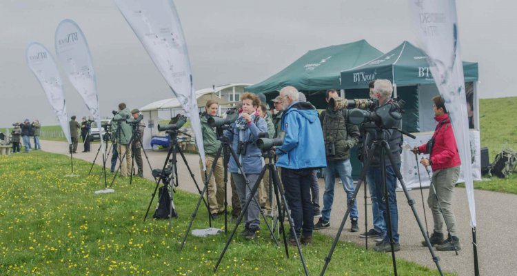 Dutch Birding Texel