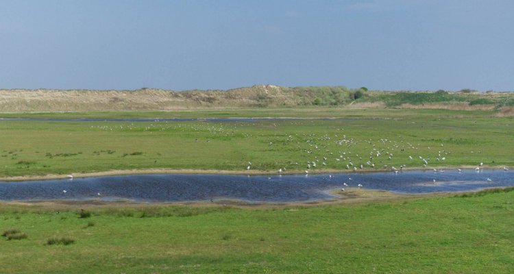 Vogels in de natuur op Texel