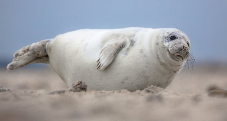 Cute puppy harbor seal (Phoca vitulina) looking in camera