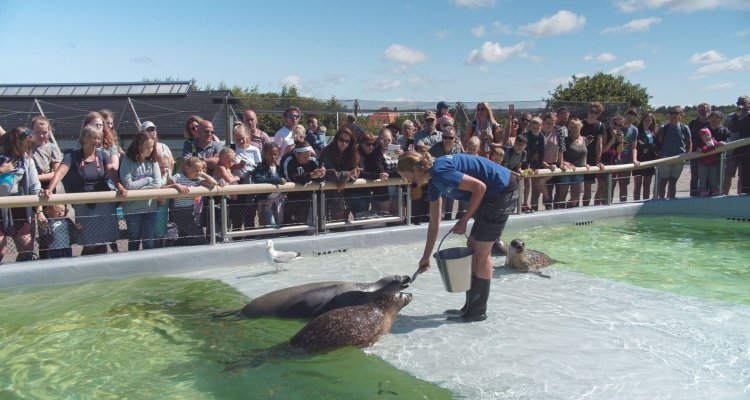 Zeehonden voeren bij zeehondenopvang Ecomare