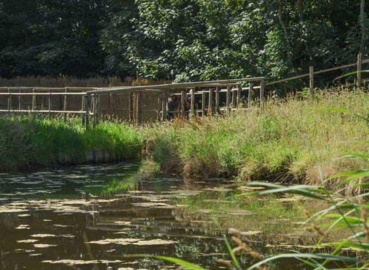 De eendekooi bij Spang is nog in gebruik