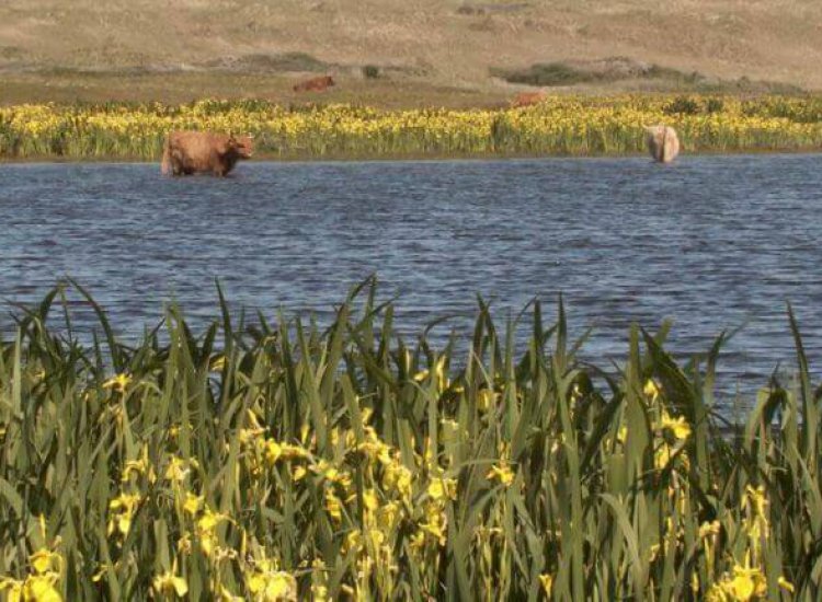 Schotse Hooglanders pootjebadend in het water bij Het Grote Vlak