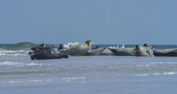 zeehondentochten met Het Sop in Oudeschild