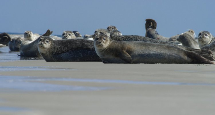 Het Sop - zeehonden