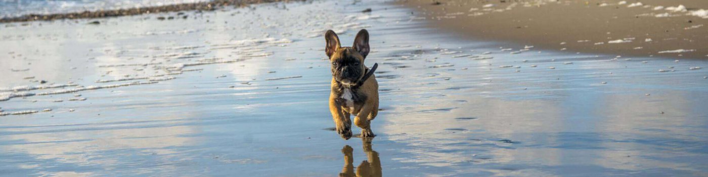 Lekker rondrennen op het strand