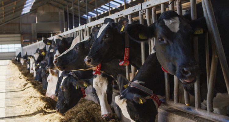 koeien van Ijsboerderij Labora