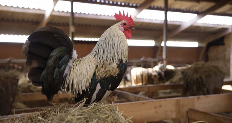 Schapenboerderij Texel heeft niet alleen schapen op de boerderij