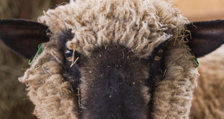 Schapenboerderij Texel - schaap