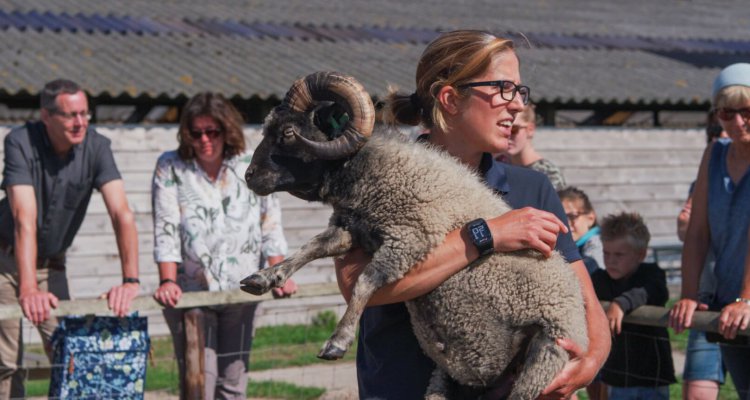 Schapenboerderij Texel geeft uitleg