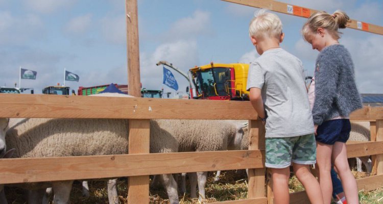 Landbouwdag Texel, schapen en kinderen