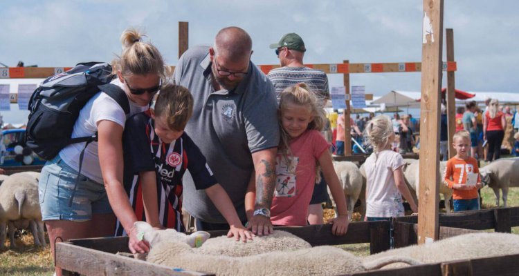 Schaapjes aaien op de Landbouwdag Den Hoorn