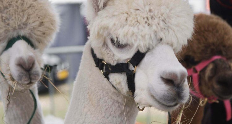 Landbouwdag Den Hoorn, alpacas