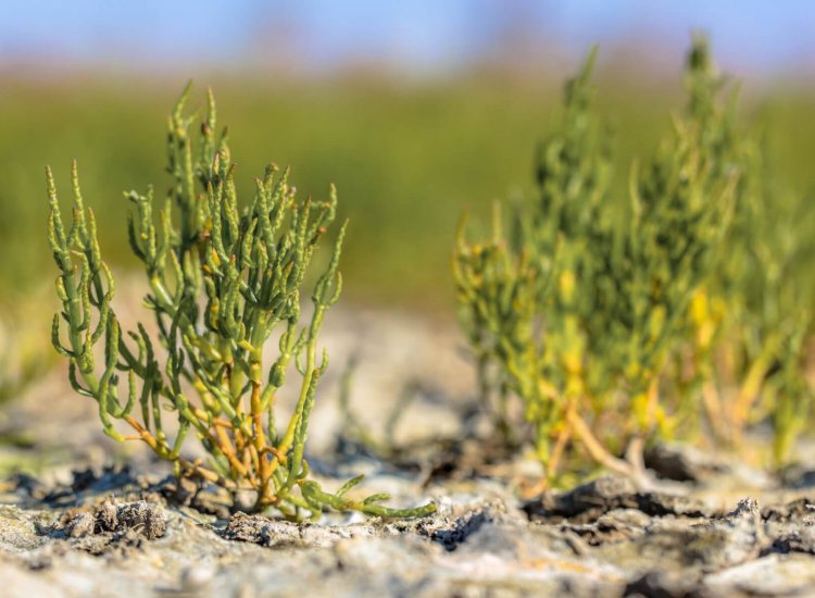 Natuurgebied Mokbaai Texel