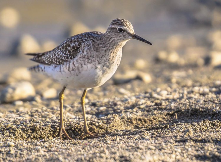 Common sandpiper (Actitis hypoleucos) looking for food during migration on Cyprus beach