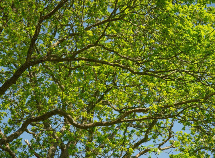 Natuur Texel