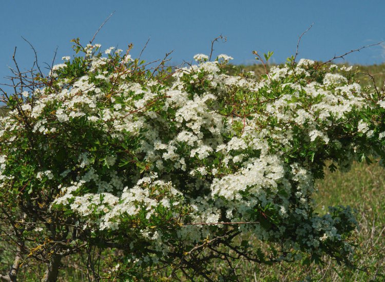 natuur-texel