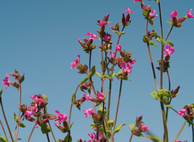 Natuurgebied Bertusnol