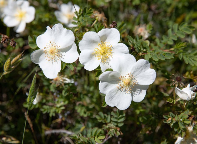 Natuurgebied Westerduinen