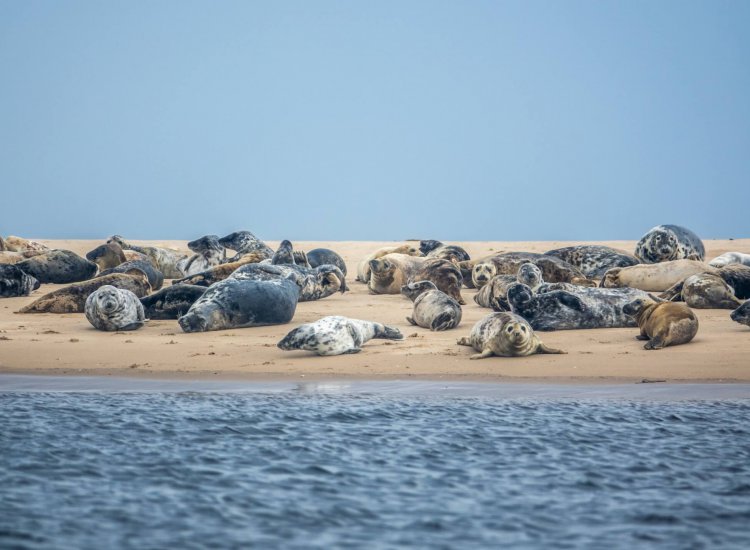 A Colony Of Harbor And Gray Seals Resting On A Beach In Scotland With Copy Space