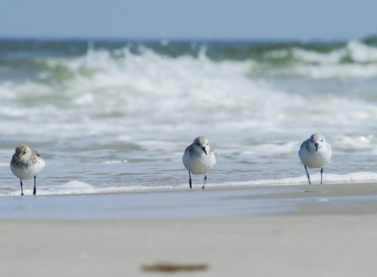 Vogels in de branding