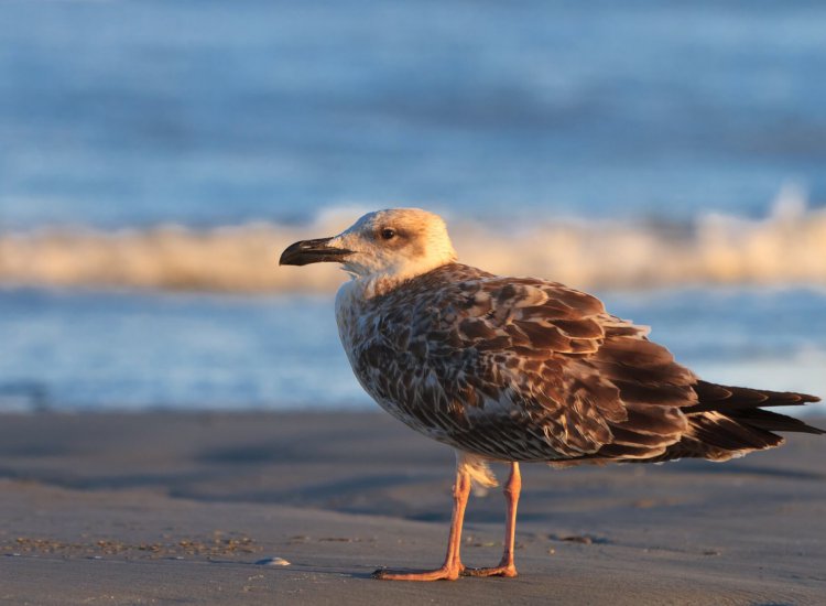 a beautiful seagull standing on a lake