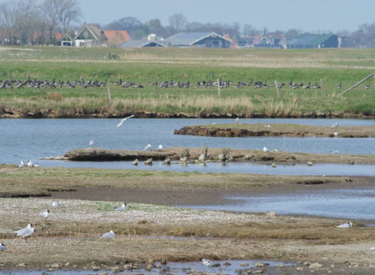 Ottersaat is een rustgebied voor vogels