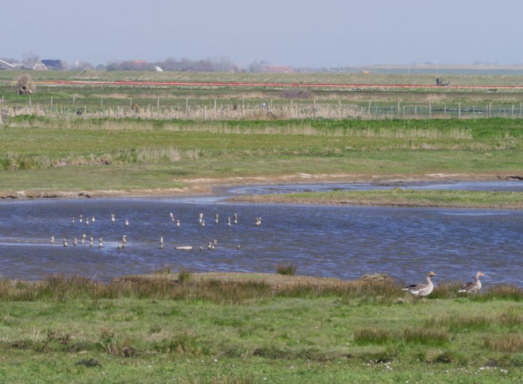 Ook De Petten nabij Den Hoorn is een toevluchtsoord voor vele vogels