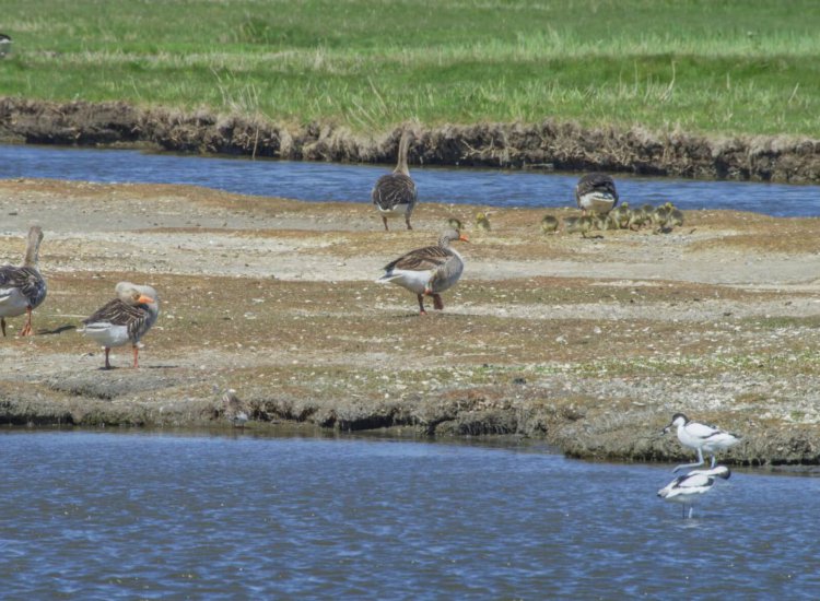 Voor vele vogelsoorten is De Petten een rustplaats en broedgebied