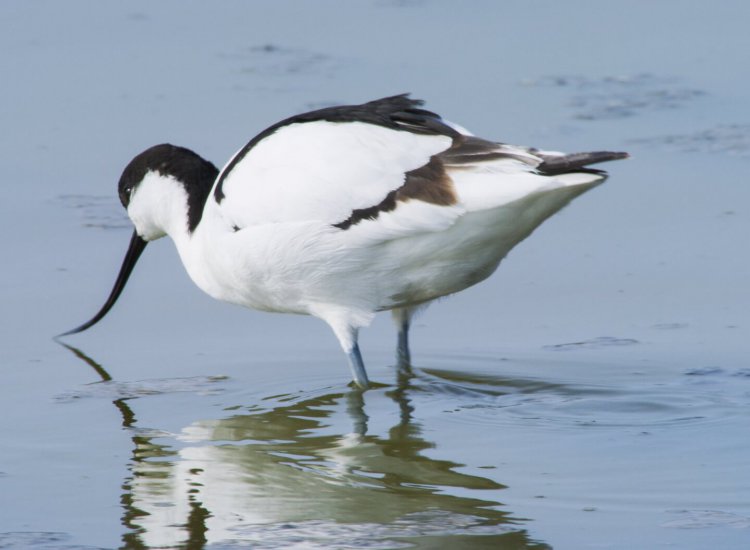 De Petten is een toevluchtsoort voor vele vogels