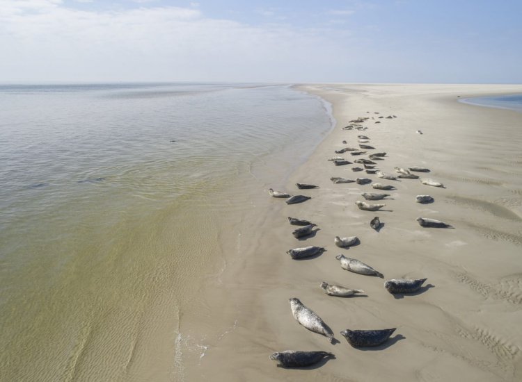 Zeehonden op De Razende Bol (Noorderhaaks)