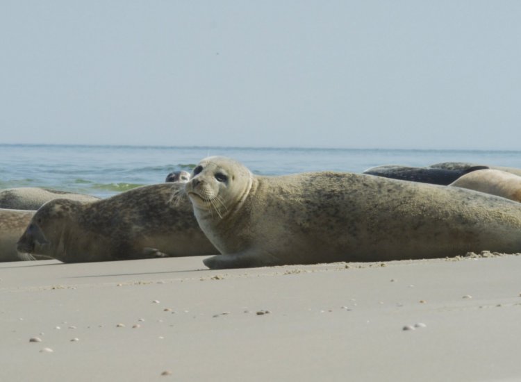 Noorderhaaks is een zandplaat waar veelal zeehonden liggen uit te rusten in de zon