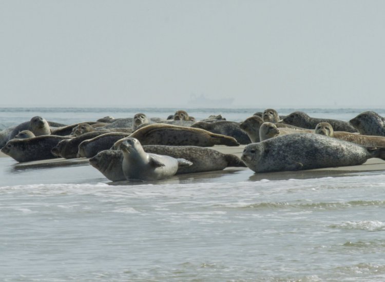 Zeehonden op Noorderhaaks