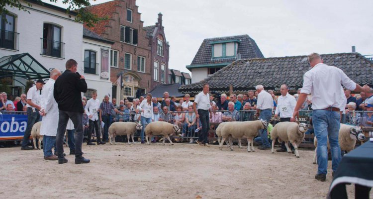 Keuren van Texelse schapen