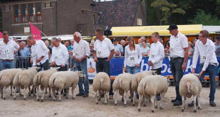 De beste ram van Texel