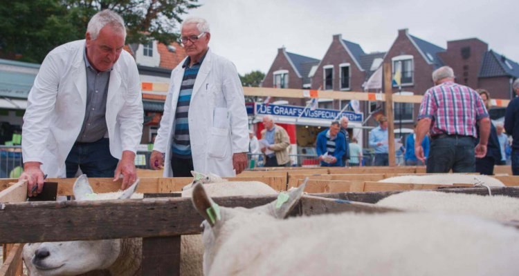 Schapen worden gekeurd