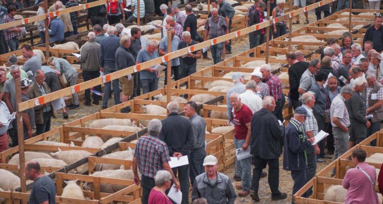 Schapenfokdag, schapen worden tentoongesteld