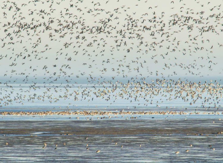 Grote hoeveelheid vogels in natuurgebied De Schorren