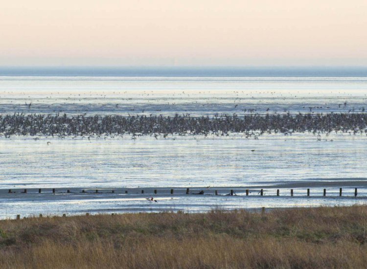 De Schorren is interessant voor vele soorten vogels