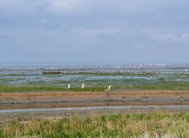 Natuurgebied De Schorren