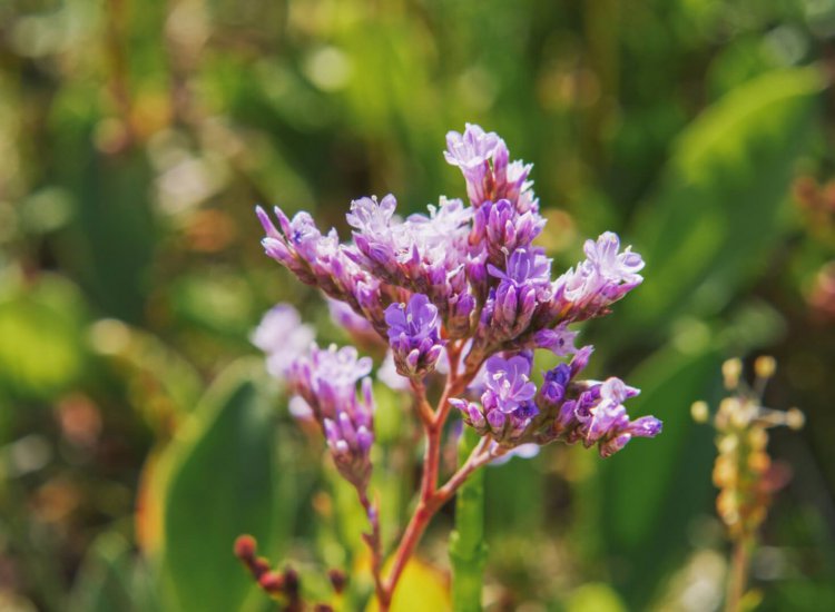 In De Slufter vindt u een uiteenlopende hoeveelheid flora en fauna