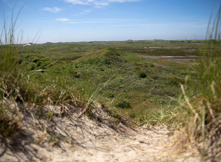 Texel Natuurgebied Westerduinen