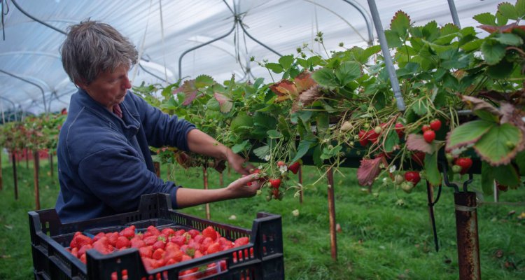 Texels Produkt aardbeien