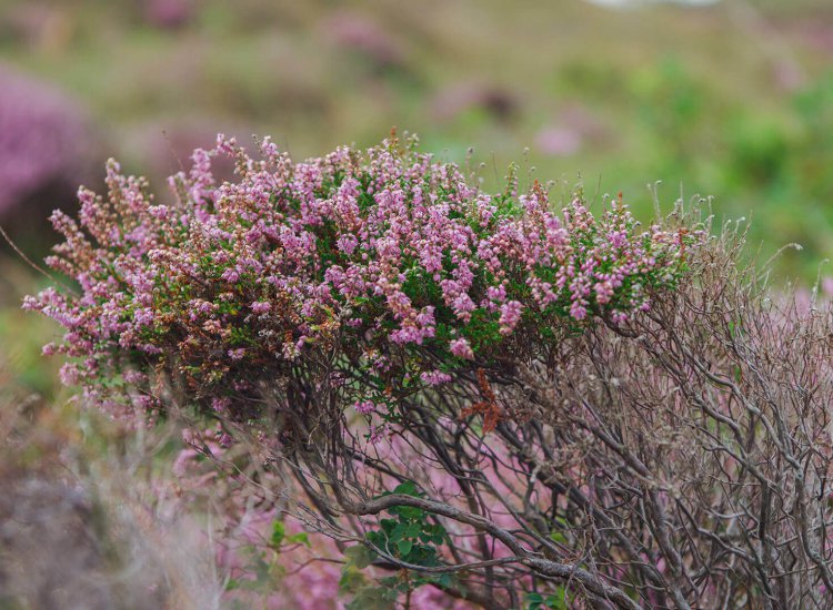 texelse-duinen