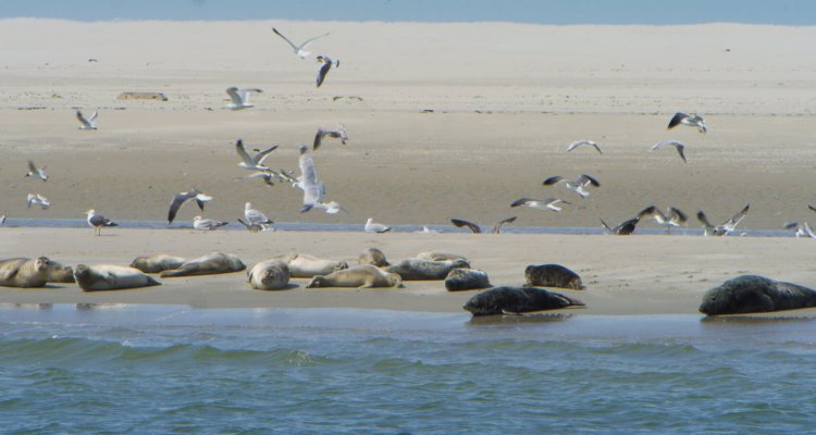 TX44 - meeuwen en zeehonden