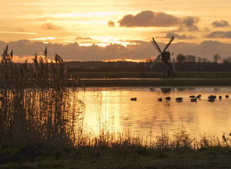 Water, vogels en watermolen in natuurgebied Waalenburg