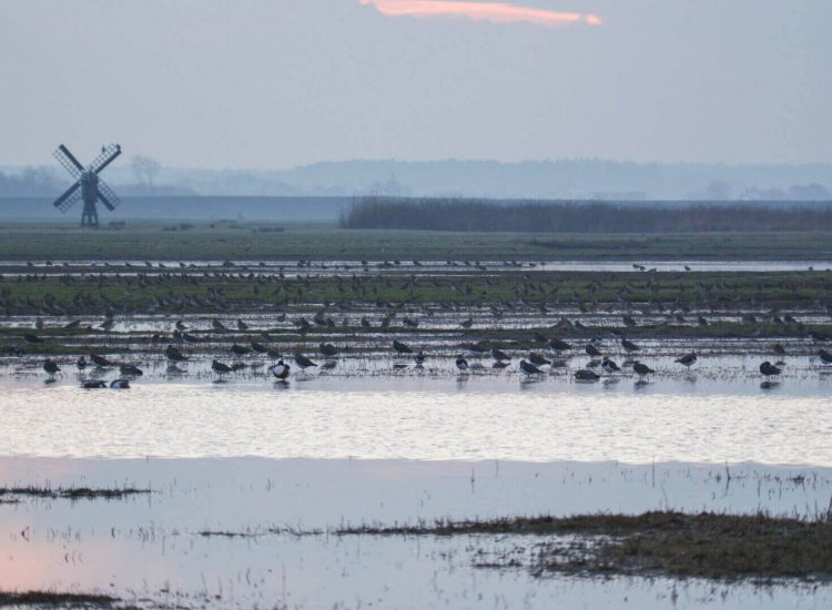 Waalenburg is een prachtig natuurgebied nabij De Waal